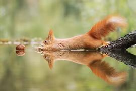 Những bức ảnh cực hài hước và đáng yêu của động vật hoang dã 