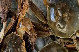 Loại cua chỉ có ở Bắc Giang, xưa giá siêu rẻ nay nửa triệu đồng/kg