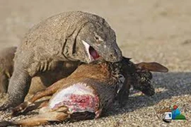 Những pha săn mồi đáng sợ của rồng Komodo 