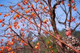 Cây hồng có phải là "cây ác"? 