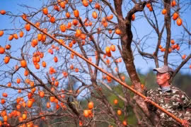 Cây hồng có phải là "cây ác"? 