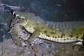 Cá sấu sông Nile thể hiện sức mạnh “hủy diệt” báo hoa mai