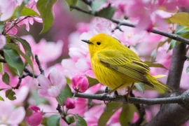 Trước Tết Nguyên đán, 4 con giáp quý nhân giúp đỡ, tài lộc không thiếu