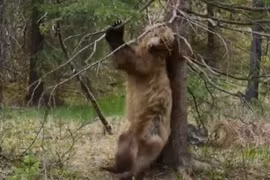 Video: Màn “múa cột” siêu hài hước của "gã khồng lồ" vùng Bắc Mỹ