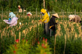 Hàng trăm nghìn gốc hoa ở TPHCM sẵn sàng đón Tết