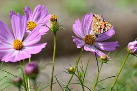 Người sinh vào 6 ngày Âm lịch này, được ăn lộc Thần Tài