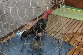 Mưa ngập sân, chồng đặt ngay lồng gà lên giường ngủ khiến vợ tức điên