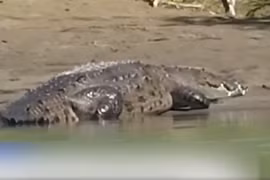 Video: Tìm thấy một phần thi thể trong bụng cá sấu khổng lồ