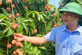 Vải chín sớm ngon của Tân Yên "hiên ngang" đi ra chợ thế giới