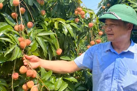Vải chín sớm ngon của Tân Yên "hiên ngang" đi ra chợ thế giới