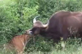 Video: Màn săn bò tót “siêu tốc” của hổ Sumatra 
