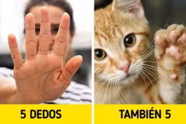 Tại sao chúng ta có 5 ngón tay?