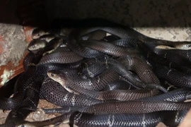 Ớn lạnh vào ổ rắn hổ hàng nghìn con lớn nhất miền Tây