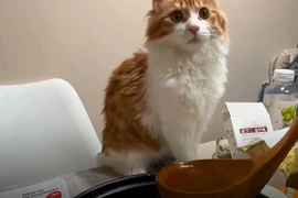 Video: Chú mèo nhăn mặt, bỏ đi khi nếm món súp của chủ nhân