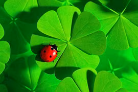 Gia đình có 3 con giáp này không lo cãi vã, tài lộc dư dả