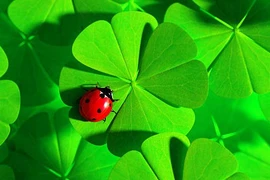 Gia đình có 3 con giáp này không lo cãi vã, tài lộc dư dả