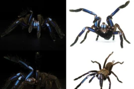 Phát hiện loài nhện xanh như tia lửa điện ở Thái Lan 