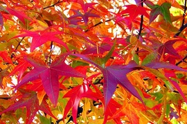 Từ đầu mùa thu: 4 con giáp thăng hoa tài vận, tiền bạc dồi dào 