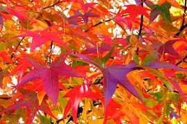 Từ đầu mùa thu: 4 con giáp thăng hoa tài vận, tiền bạc dồi dào 