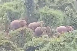 Phát hiện 5 con voi rừng ở Quảng Nam