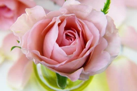 Tuần mới (17/10-23/10/2022) 3 con giáp nỗ lực hết mình, thu nhập ấn tượng