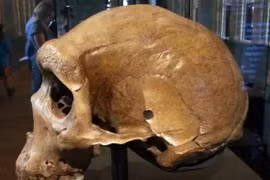 Tại sao lại có lỗ đạn xuất hiện trên các hộp sọ tiền sử?