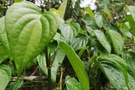 Loại lá mọc đầy bờ rào là "thần dược" trong mọi bài thuốc