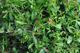 Thứ mọc dại ở Việt Nam, dân đem trồng trong vườn thu lãi 100 triệu/năm