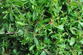 Thứ mọc dại ở Việt Nam, dân đem trồng trong vườn thu lãi 100 triệu/năm