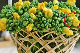 Loại rau quen thuộc giúp giảm đau đầu nhanh gấp tỷ lần thuốc
