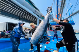 Vui buồn ngư dân Quảng Ngãi xuyên Tết trên biển trở về