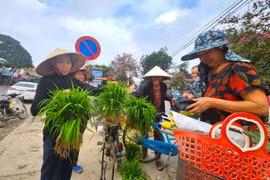 Độc lạ phiên chợ bán mạ non một năm họp vài ngày ở Nghệ An