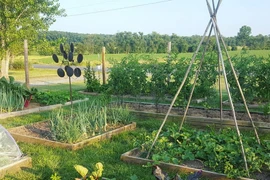 Cô gái nghỉ việc, về quê sở hữu khu vườn đầy rau củ