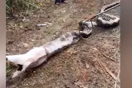 Bắt trăn gấm khổng lồ dài 6 m nuốt trọn dê cái ở Malaysia