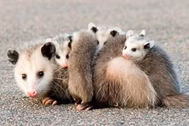 Loài động vật giả chết cực kì điêu luyện