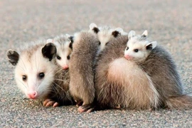 Loài động vật giả chết cực kì điêu luyện