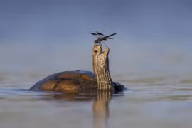 Top ảnh động vật hoang dã đẹp nhất năm 2023, nhìn là mê đắm 