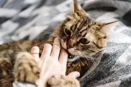 Tại sao mèo cái lại lăn ra sàn sau khi giao phối?