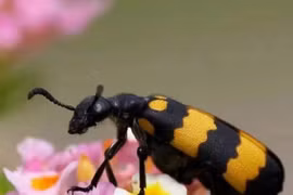 Loài bọ hôi rình, bé một mẩu, vớ được “hốt bạc” 3,5 triệu/kg