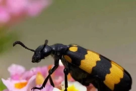 Loài bọ hôi rình, bé một mẩu, vớ được “hốt bạc” 3,5 triệu/kg