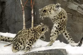 Màn biểu diễn “kung-fu cào cào” hài hước của báo tuyết 