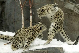 Màn biểu diễn “kung-fu cào cào” hài hước của báo tuyết 