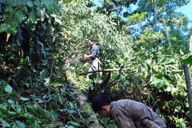 Khát vọng đổi đời cùng cây “đặc sản” trên đất Quế Phong