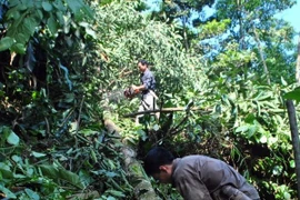 Khát vọng đổi đời cùng cây “đặc sản” trên đất Quế Phong