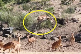 Clip: Kỹ năng săn mồi tuyệt đỉnh của báo hoa mai 