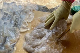 Thu hoạch “vàng trắng”, ngư dân Thanh Hoá thu tiền triệu mỗi ngày