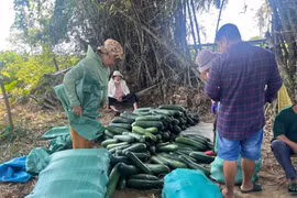 Nông dân Quảng Nam lao đao với bí đao