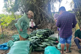 Nông dân Quảng Nam lao đao với bí đao