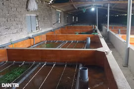 Cho lươn nghe nhạc, người đàn ông thu hàng trăm triệu mỗi năm