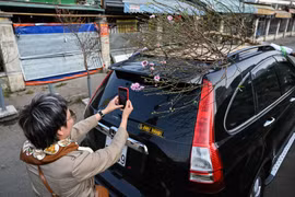 Dân Hải Phòng, Nam Định mua cành đào chơi Tết Dương lịch